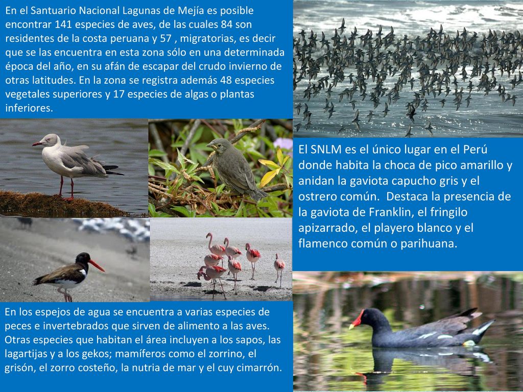 En el Santuario Nacional Lagunas de Mejía es posible encontrar 141 especies de aves, de las cuales 84 son residentes de la costa peruana y 57 , migratorias, es decir que se las encuentra en esta zona sólo en una determinada época del año, en su afán de escapar del crudo invierno de otras latitudes. En la zona se registra además 48 especies vegetales superiores y 17 especies de algas o plantas inferiores.