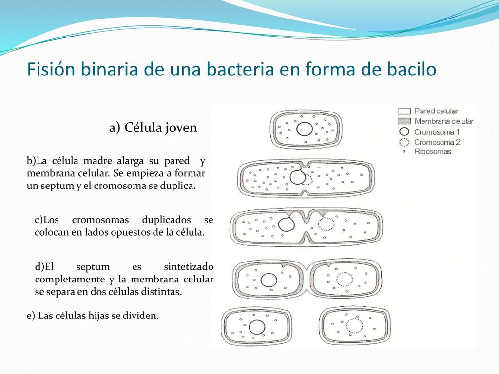 Fisión binaria de una bacteria en forma de bacilo