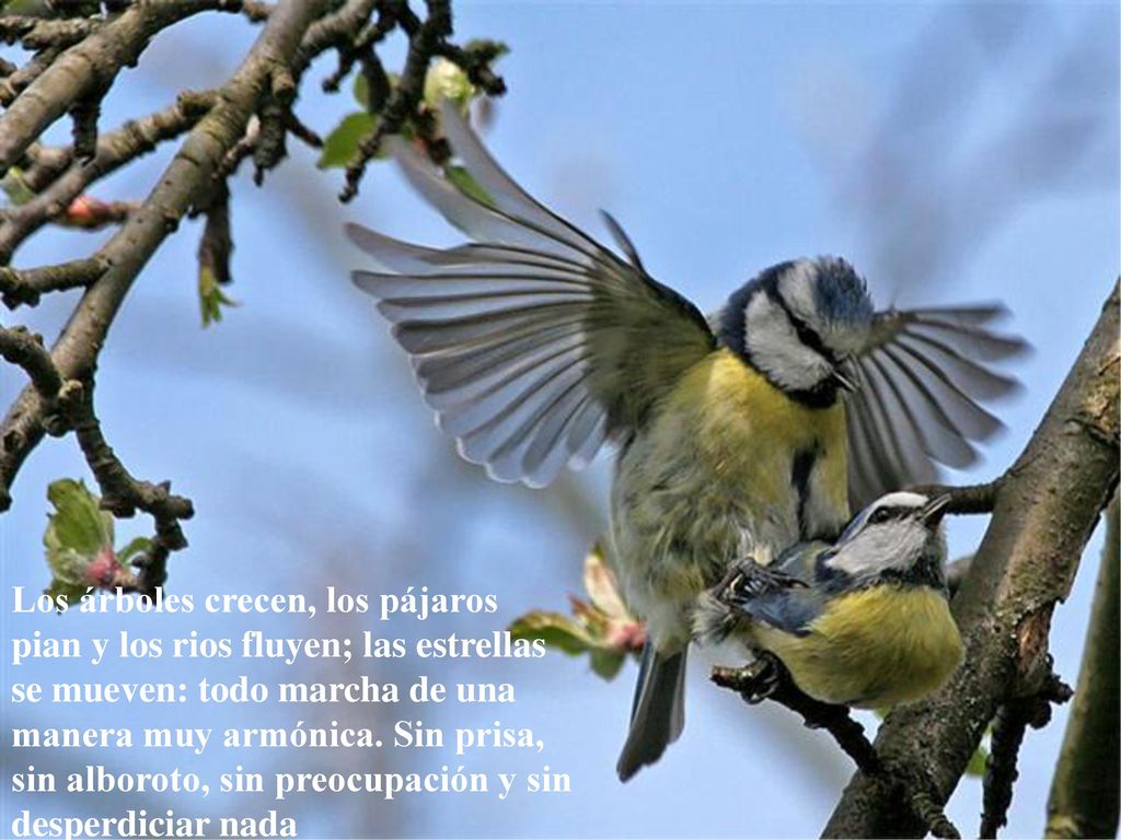 Los árboles crecen, los pájaros pian y los rios fluyen; las estrellas se mueven: todo marcha de una manera muy armónica.