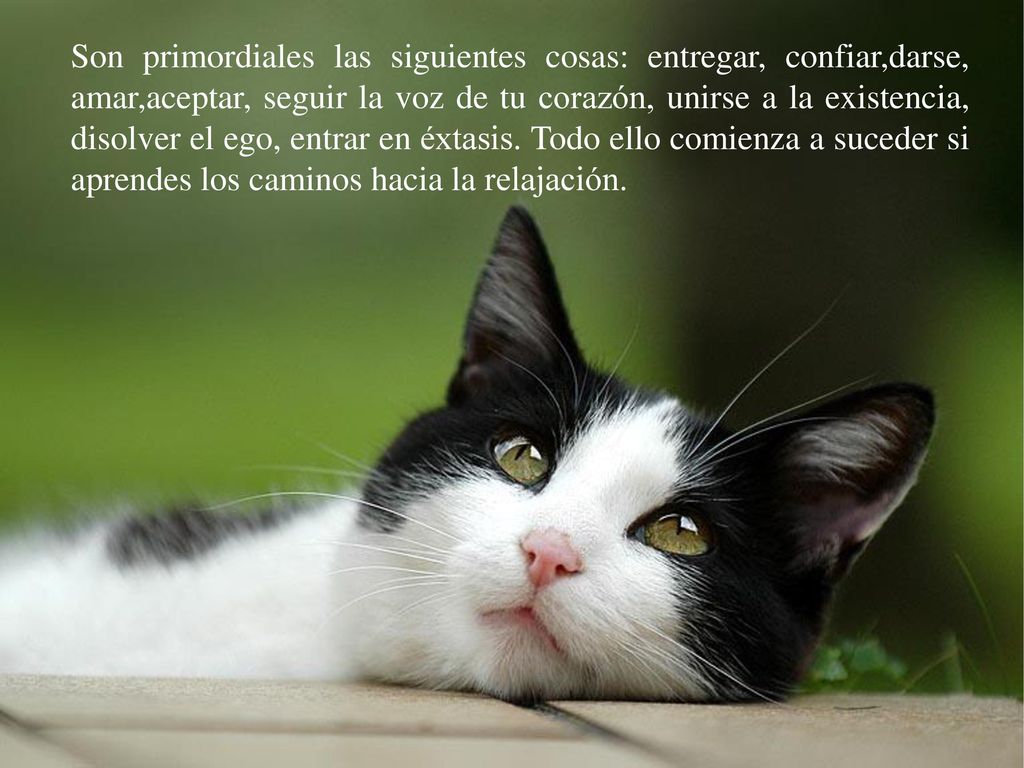 Son primordiales las siguientes cosas: entregar, confiar,darse, amar,aceptar, seguir la voz de tu corazón, unirse a la existencia, disolver el ego, entrar en éxtasis.