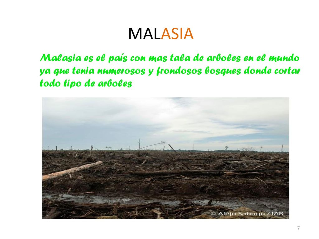 MALASIA Malasia es el país con mas tala de arboles en el mundo ya que tenia numerosos y frondosos bosques donde cortar todo tipo de arboles.