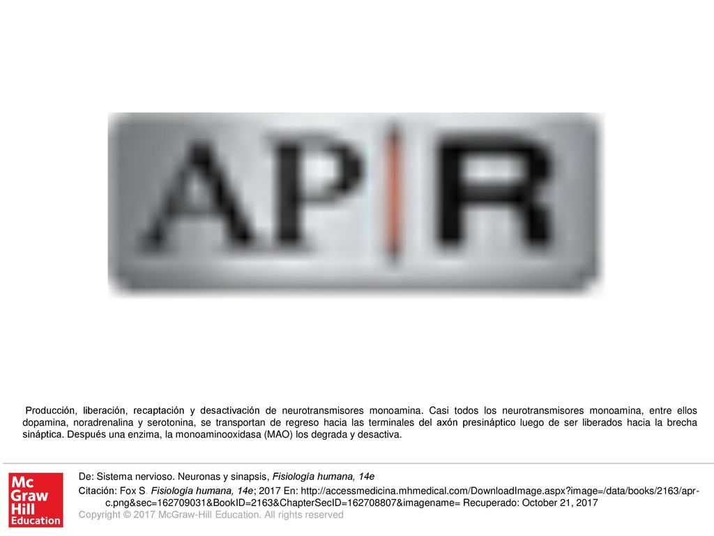 Producción, liberación, recaptación y desactivación de neurotransmisores monoamina. Casi todos los neurotransmisores monoamina, entre ellos dopamina, noradrenalina y serotonina, se transportan de regreso hacia las terminales del axón presináptico luego de ser liberados hacia la brecha sináptica. Después una enzima, la monoaminooxidasa (MAO) los degrada y desactiva.
