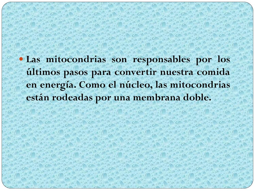 Las mitocondrias son responsables por los últimos pasos para convertir nuestra comida en energía.