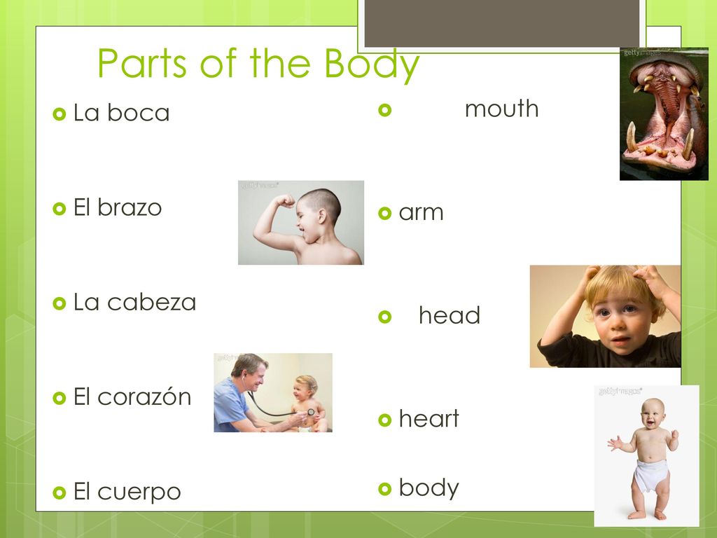 Parts of the Body mouth La boca arm El brazo La cabeza head El corazón