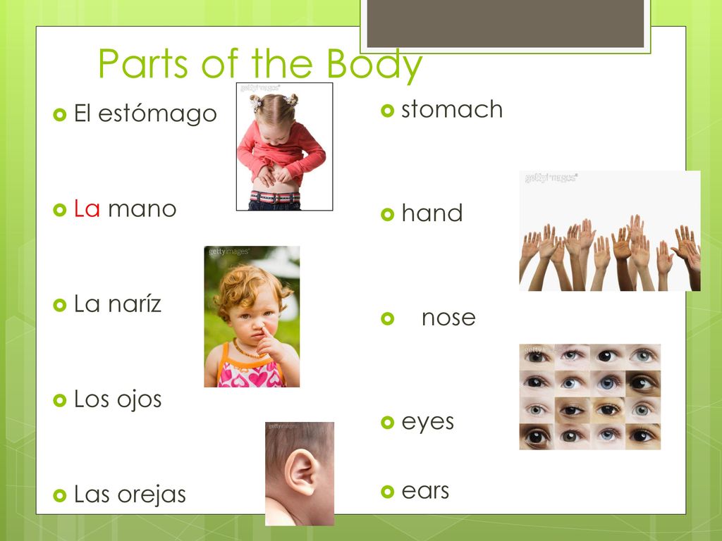 Parts of the Body stomach El estómago hand La mano La naríz nose