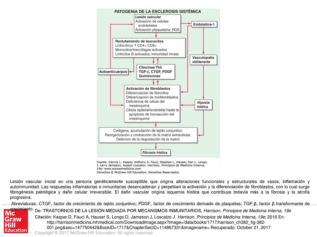 Abreviaturas: CTGF, factor de crecimiento de tejido conjuntivo; PDGF, factor de crecimiento derivado de plaquetas; TGF-β, factor β transformante de crecimiento.