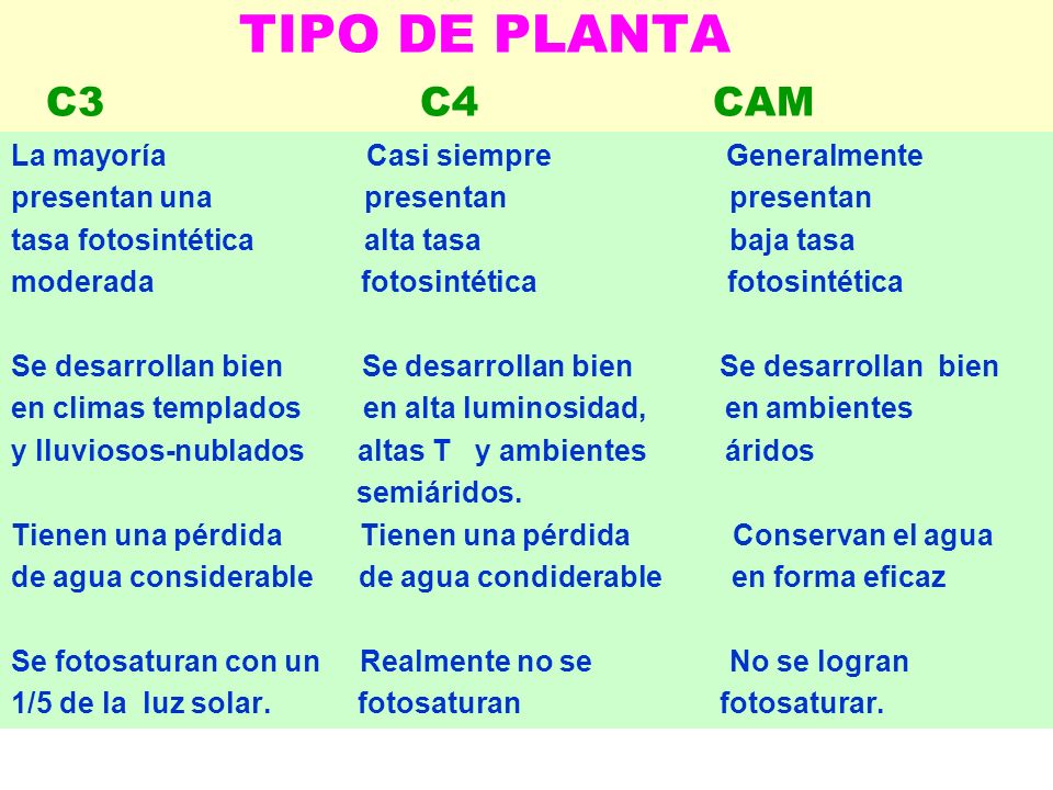 TIPO DE PLANTA C3 C4 CAM La mayoría Casi siempre Generalmente