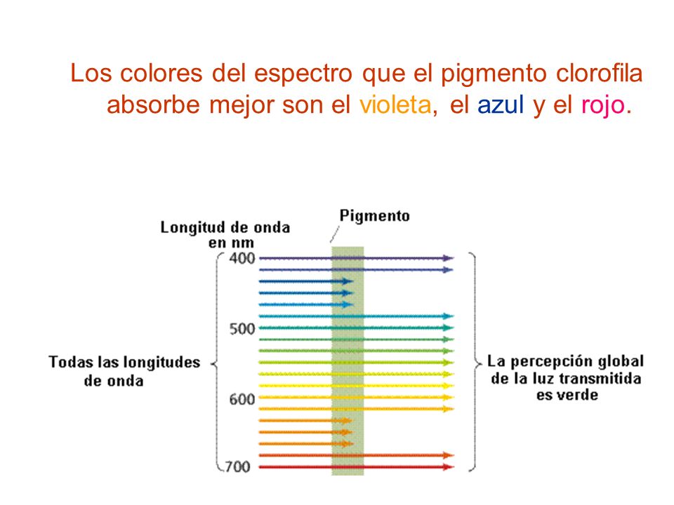 Los colores del espectro que el pigmento clorofila absorbe mejor son el violeta, el azul y el rojo.