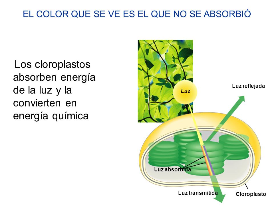 EL COLOR QUE SE VE ES EL QUE NO SE ABSORBIÓ