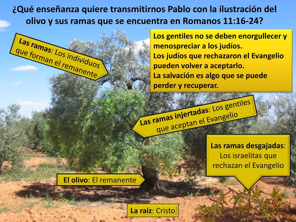 ¿Qué enseñanza quiere transmitirnos Pablo con la ilustración del olivo y sus ramas que se encuentra en Romanos 11:16-24