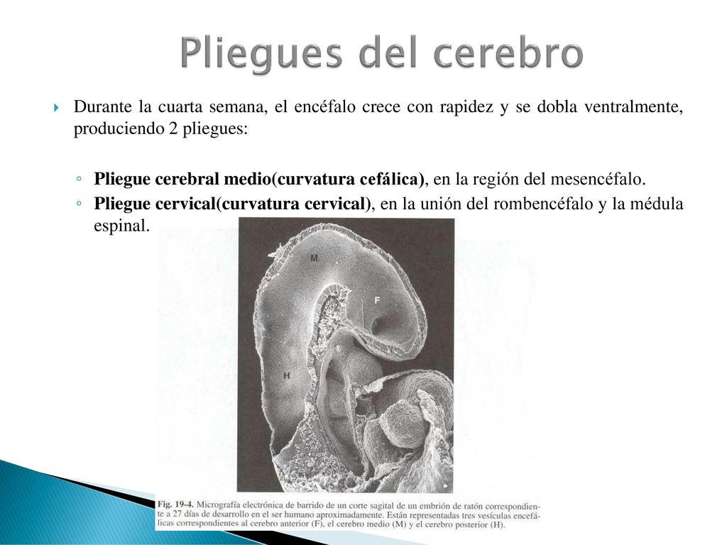Pliegues del cerebro Durante la cuarta semana, el encéfalo crece con rapidez y se dobla ventralmente, produciendo 2 pliegues: