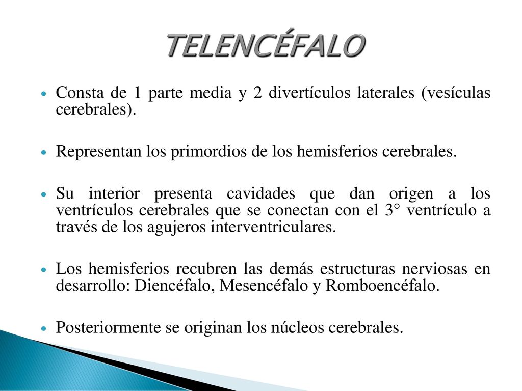 TELENCÉFALO Consta de 1 parte media y 2 divertículos laterales (vesículas cerebrales). Representan los primordios de los hemisferios cerebrales.