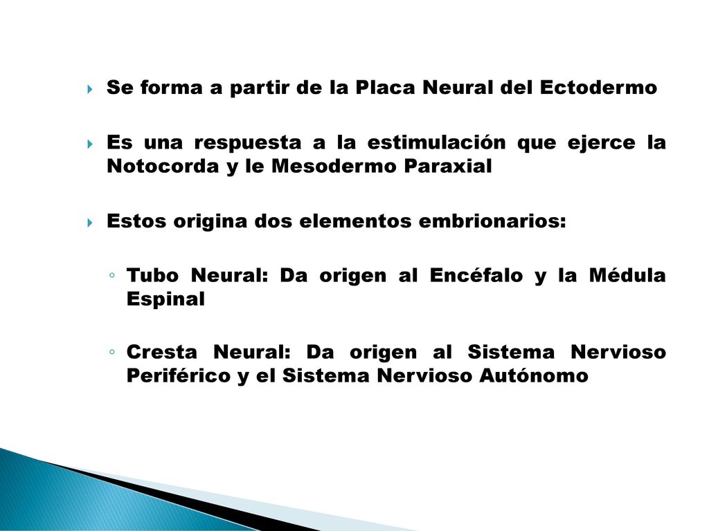 Se forma a partir de la Placa Neural del Ectodermo