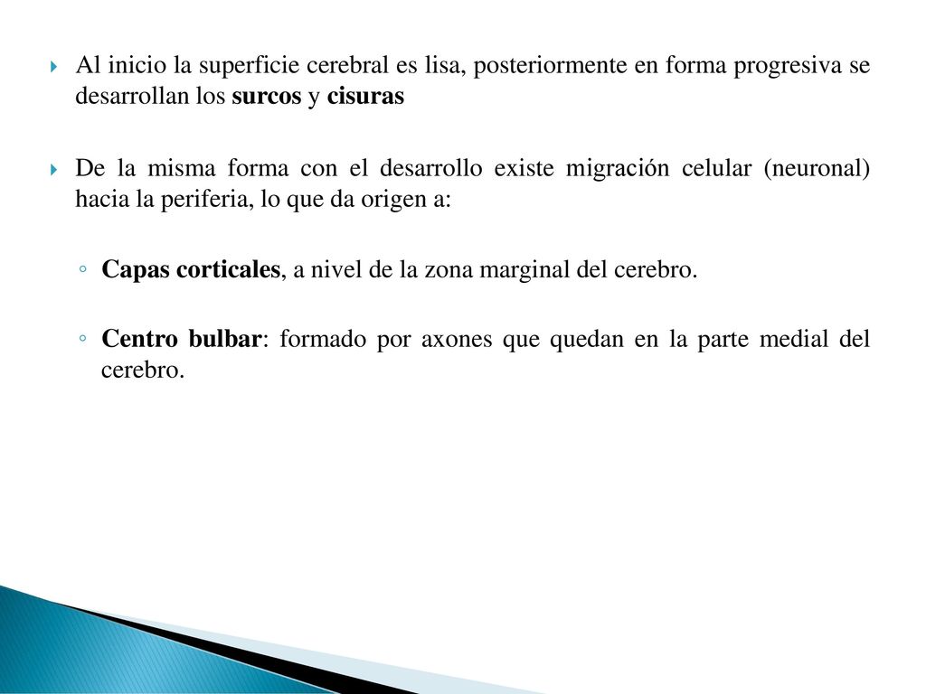 Al inicio la superficie cerebral es lisa, posteriormente en forma progresiva se desarrollan los surcos y cisuras