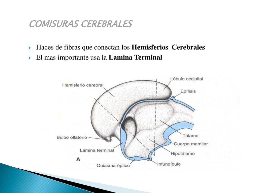 COMISURAS CEREBRALES Haces de fibras que conectan los Hemisferios Cerebrales.