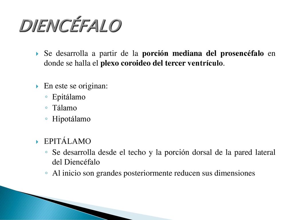 DIENCÉFALO Se desarrolla a partir de la porción mediana del prosencéfalo en donde se halla el plexo coroideo del tercer ventrículo.