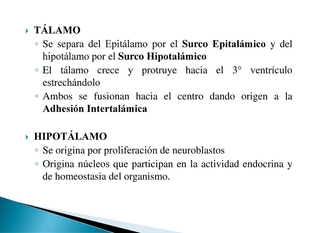TÁLAMO Se separa del Epitálamo por el Surco Epitalámico y del hipotálamo por el Surco Hipotalámico.