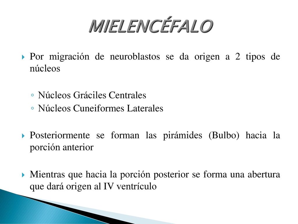 MIELENCÉFALO Por migración de neuroblastos se da origen a 2 tipos de núcleos. Núcleos Gráciles Centrales.