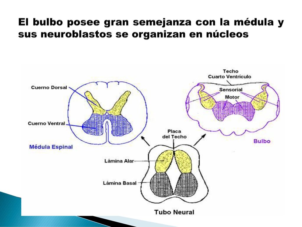 El bulbo posee gran semejanza con la médula y sus neuroblastos se organizan en núcleos
