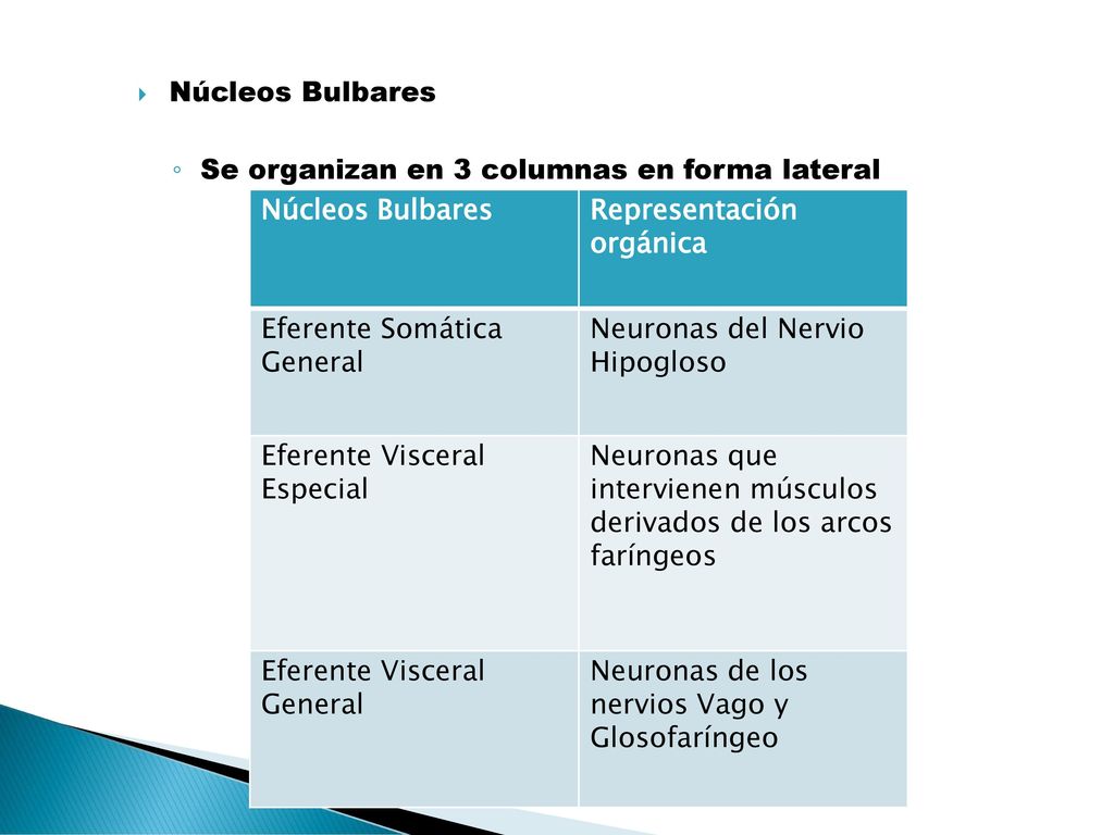 Núcleos Bulbares Se organizan en 3 columnas en forma lateral. Núcleos Bulbares. Representación orgánica.