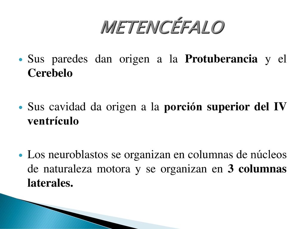 METENCÉFALO Sus paredes dan origen a la Protuberancia y el Cerebelo
