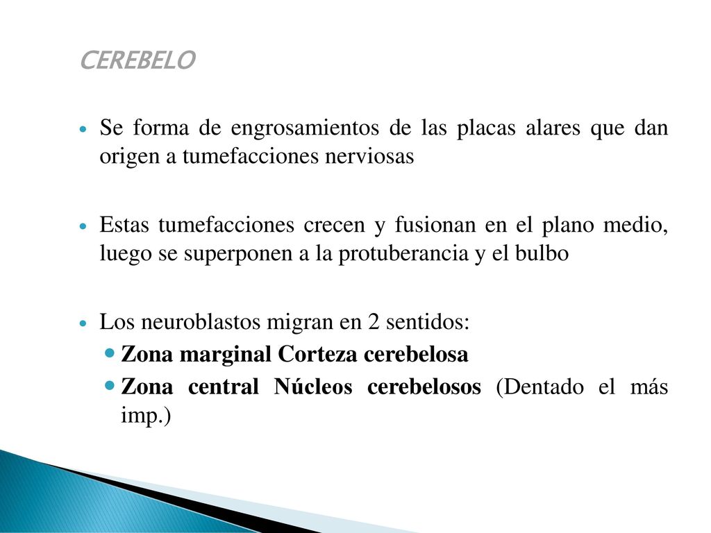 CEREBELO Se forma de engrosamientos de las placas alares que dan origen a tumefacciones nerviosas.