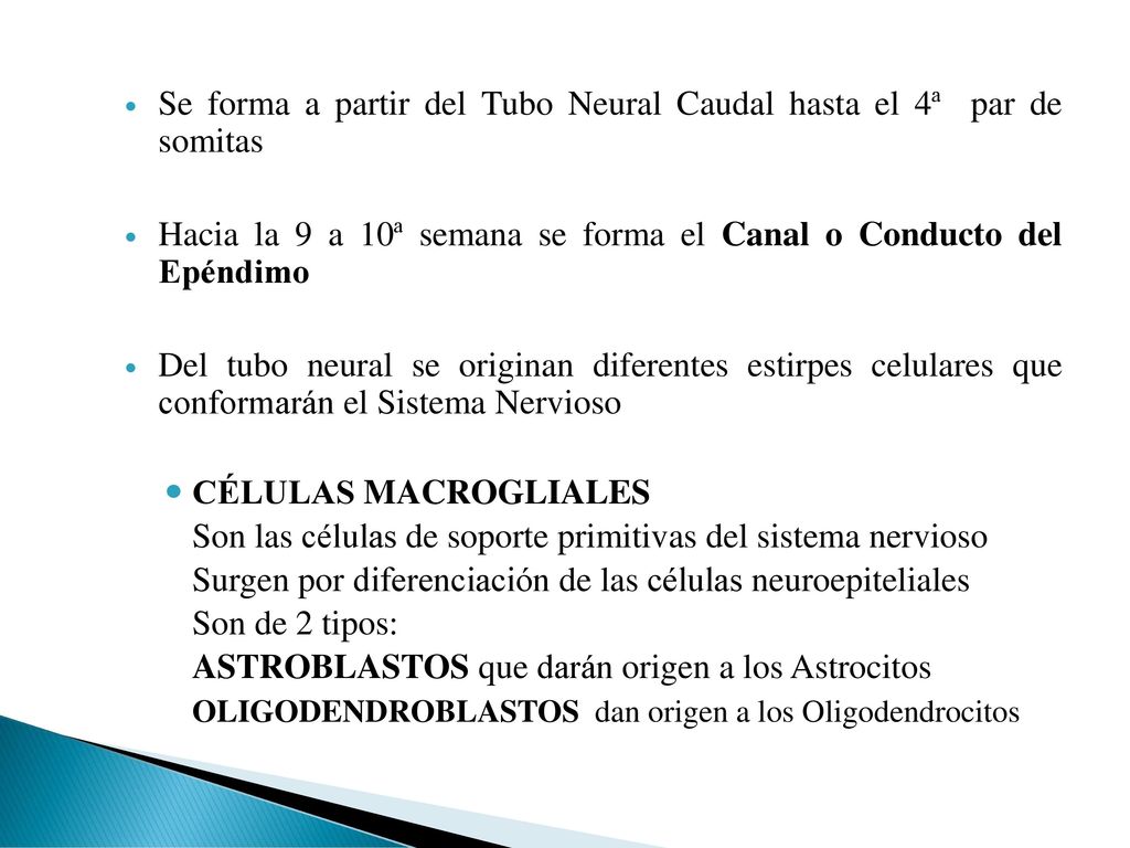 Se forma a partir del Tubo Neural Caudal hasta el 4ª par de somitas