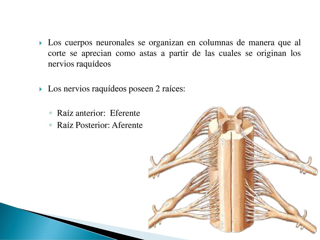 Los cuerpos neuronales se organizan en columnas de manera que al corte se aprecian como astas a partir de las cuales se originan los nervios raquídeos