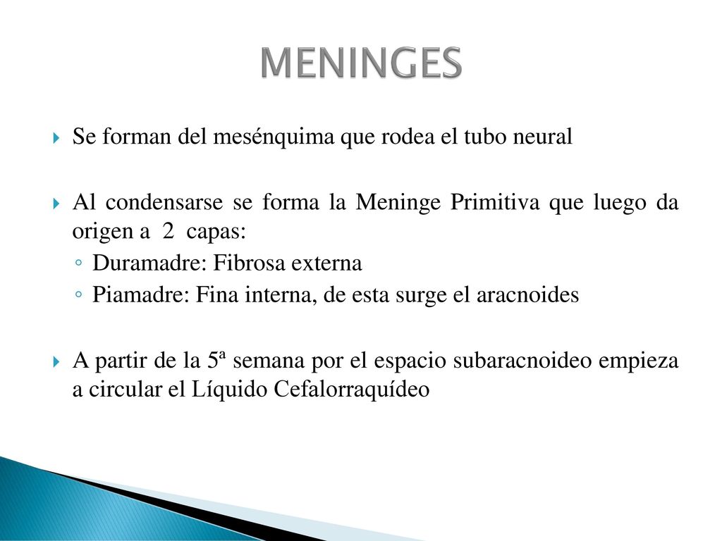 MENINGES Se forman del mesénquima que rodea el tubo neural
