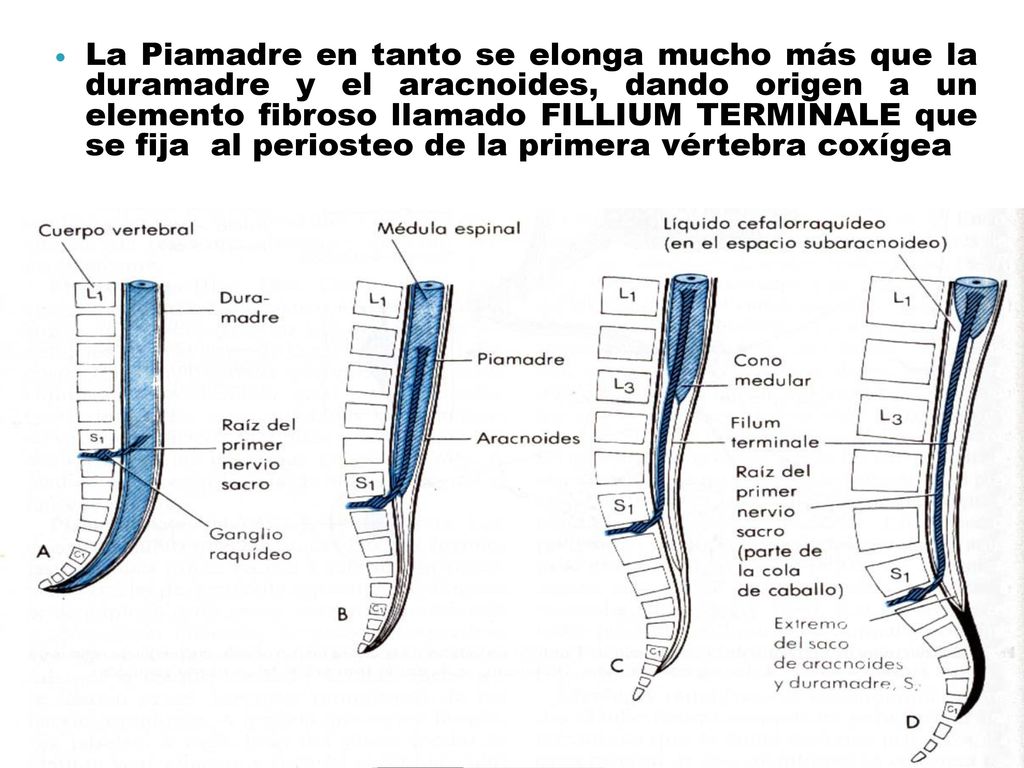 La Piamadre en tanto se elonga mucho más que la duramadre y el aracnoides, dando origen a un elemento fibroso llamado FILLIUM TERMINALE que se fija al periosteo de la primera vértebra coxígea