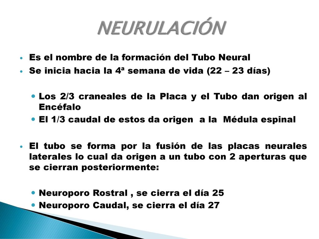 NEURULACIÓN Es el nombre de la formación del Tubo Neural