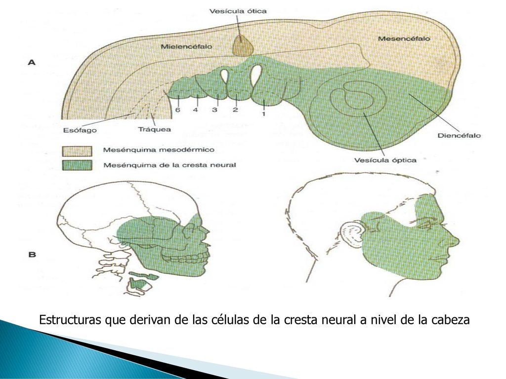 Estructuras que derivan de las células de la cresta neural a nivel de la cabeza