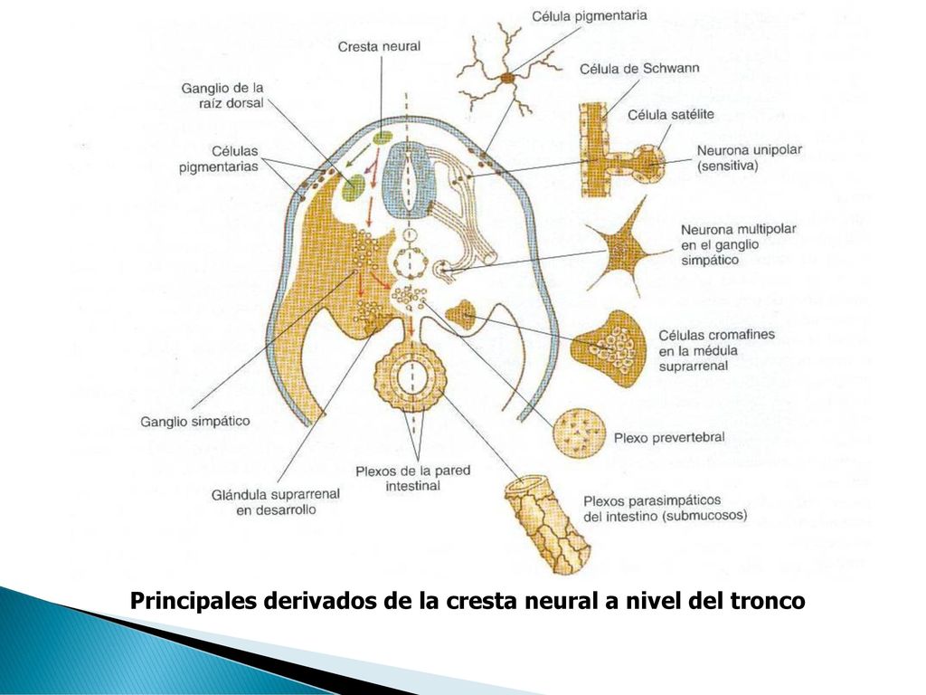 Principales derivados de la cresta neural a nivel del tronco