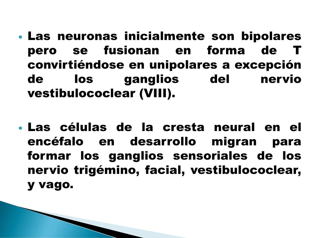 Las neuronas inicialmente son bipolares pero se fusionan en forma de T convirtiéndose en unipolares a excepción de los ganglios del nervio vestibulococlear (VIII).