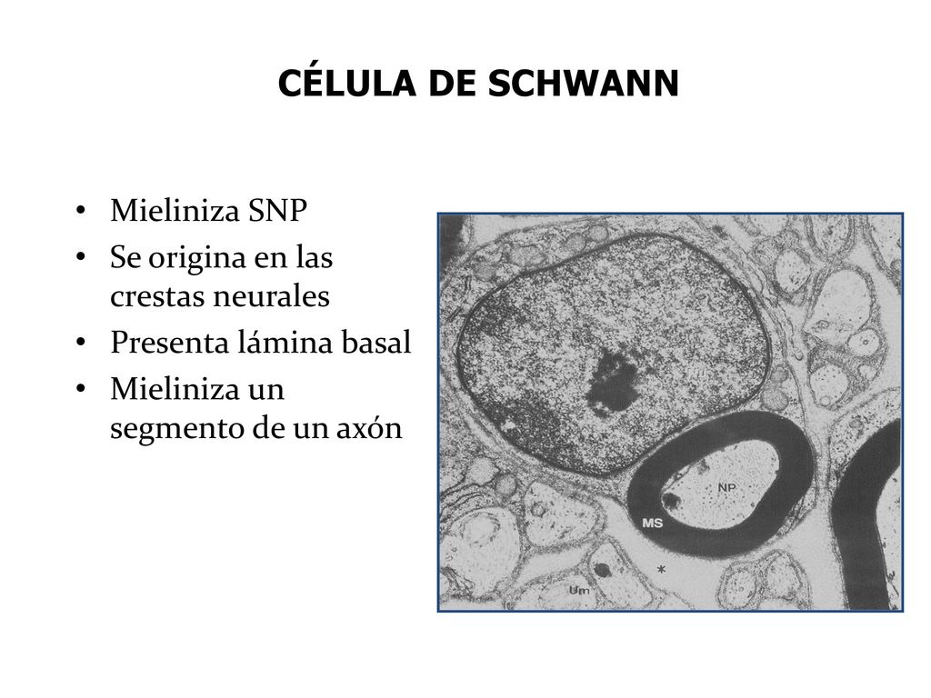 CÉLULA DE SCHWANN Mieliniza SNP Se origina en las crestas neurales