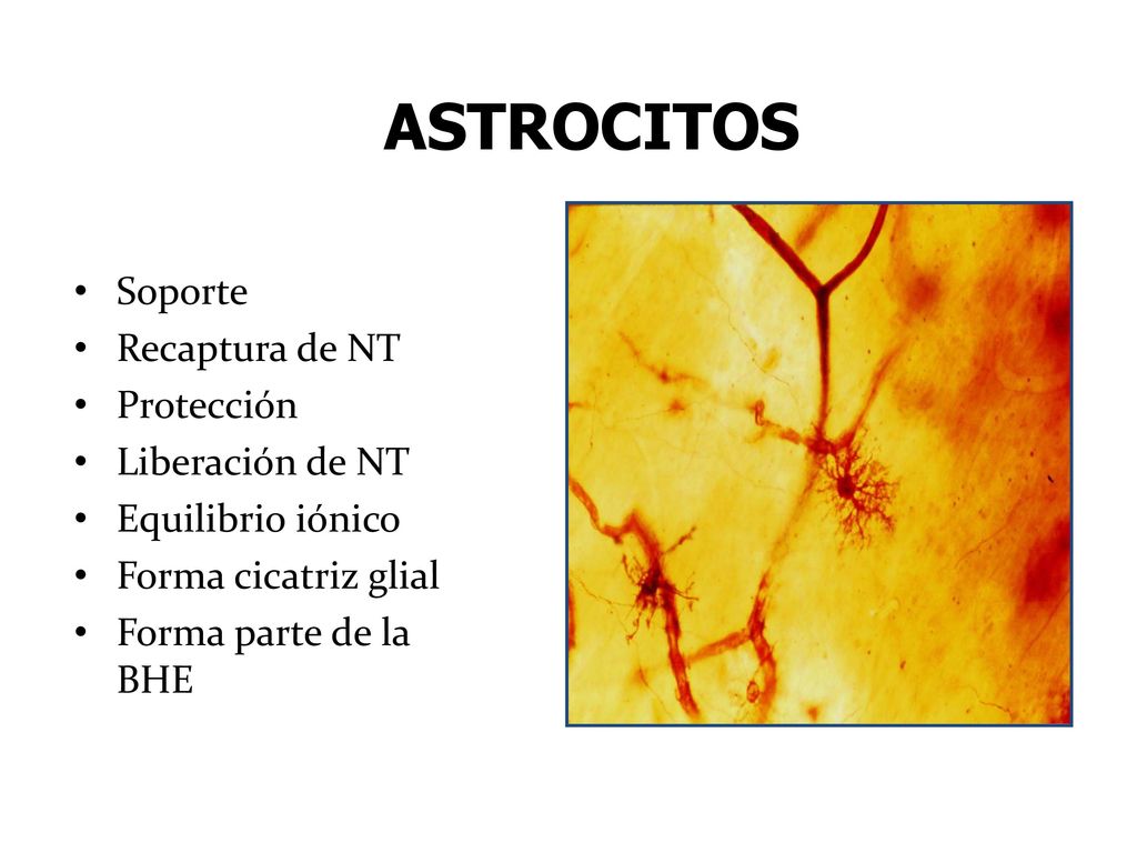 ASTROCITOS Soporte Recaptura de NT Protección Liberación de NT