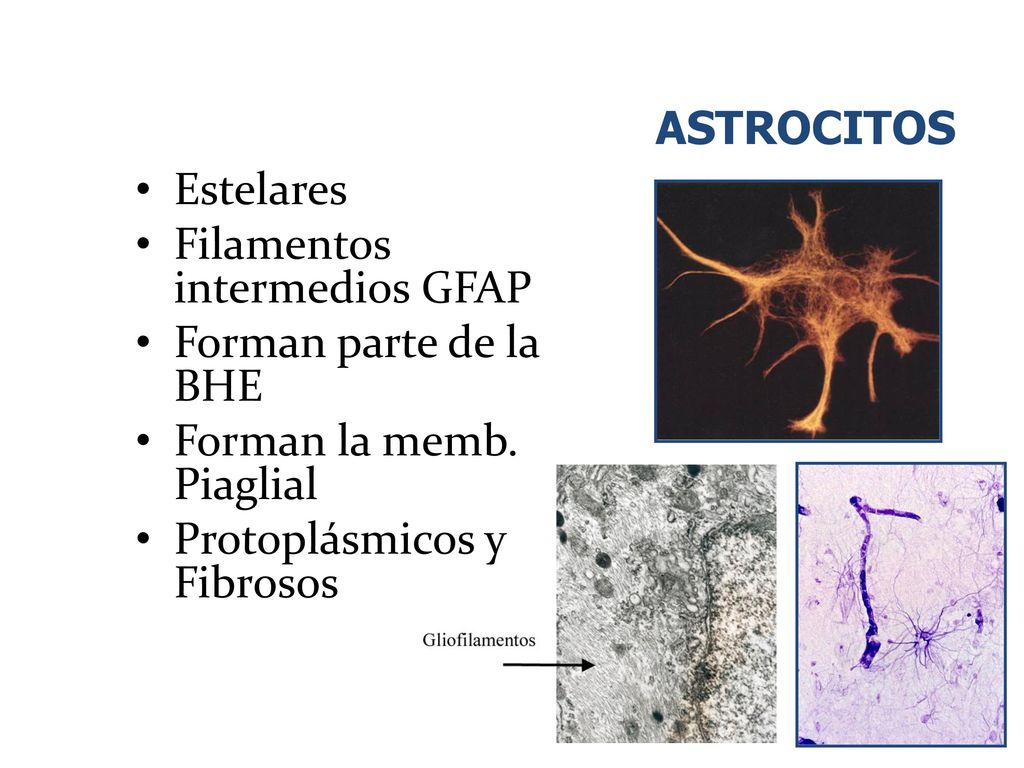 ASTROCITOS Estelares. Filamentos intermedios GFAP. Forman parte de la BHE. Forman la memb. Piaglial.