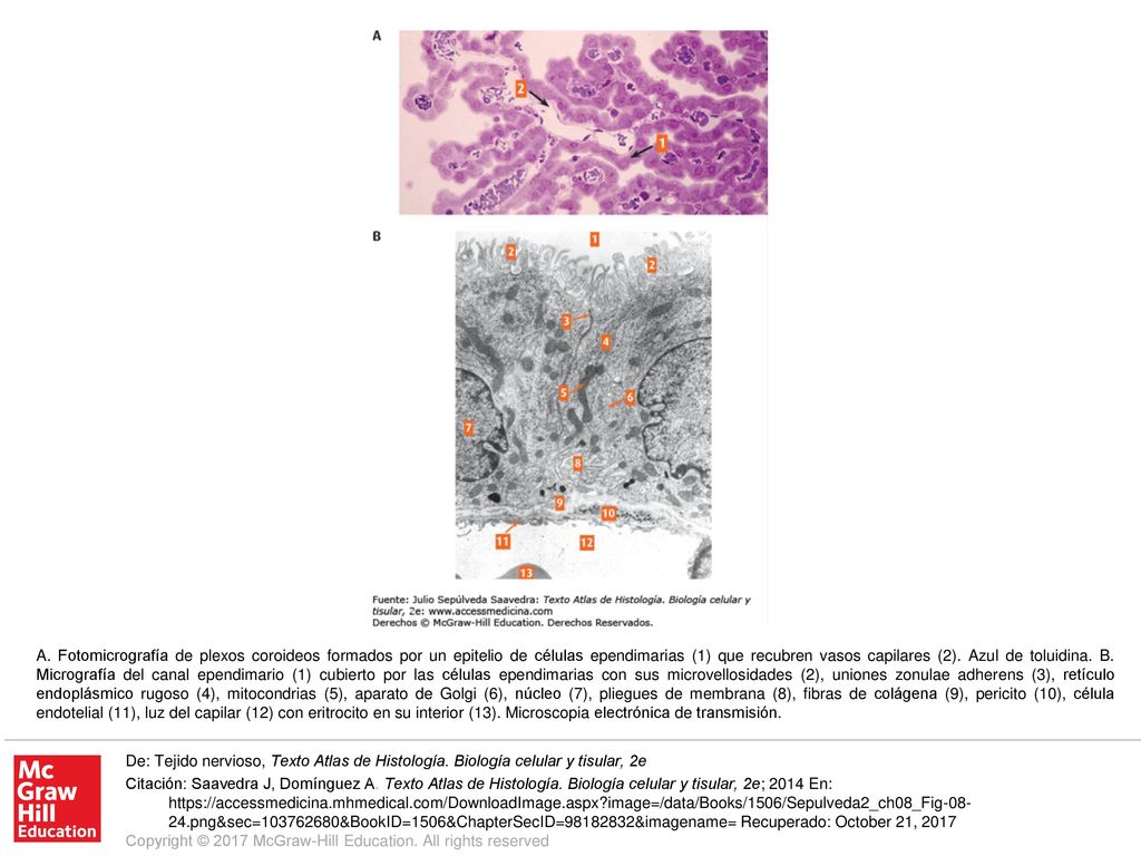 A. Fotomicrografía de plexos coroideos formados por un epitelio de células ependimarias (1) que recubren vasos capilares (2). Azul de toluidina. B. Micrografía del canal ependimario (1) cubierto por las células ependimarias con sus microvellosidades (2), uniones zonulae adherens (3), retículo endoplásmico rugoso (4), mitocondrias (5), aparato de Golgi (6), núcleo (7), pliegues de membrana (8), fibras de colágena (9), pericito (10), célula endotelial (11), luz del capilar (12) con eritrocito en su interior (13). Microscopia electrónica de transmisión.