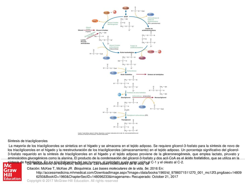 La mayoría de los triacilgliceroles se sintetiza en el hígado y se almacena en el tejido adiposo. Se requiere glicerol-3-fosfato para la síntesis de novo de los triacilgliceroles en el hígado y la reestructuración de los triacilgliceroles (almacenamiento) en el tejido adiposo. Un porcentaje significativo del glicerol-3-fosfato requerido en la síntesis de triacilgliceroles en el hígado y el tejido adiposo proviene de la gliceroneogénesis, que emplea lactato, piruvato y aminoácidos glucogénicos como la alanina. El producto de la condensación del glicerol-3-fosfato y dos acil-CoA es el ácido fosfatídico, que se utiliza en la síntesis de fosfolípidos. En los triacilgliceroles del ser humano, el palmitato suele estar unido al C-1 y el oleato al C-2.