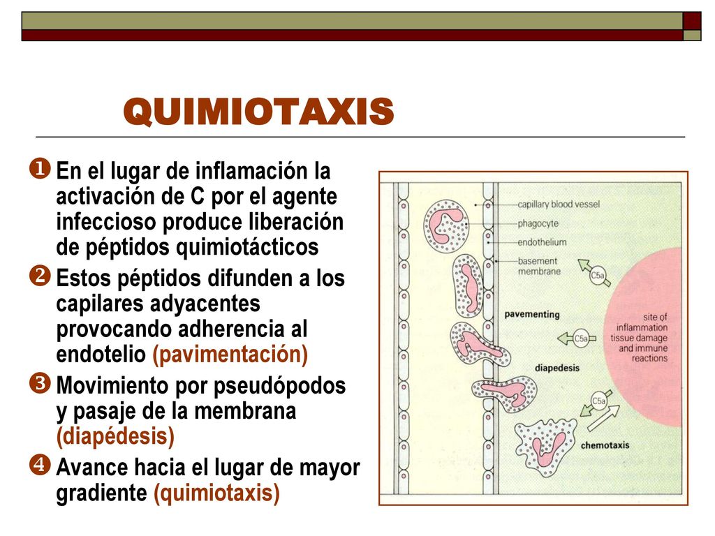 QUIMIOTAXIS En el lugar de inflamación la activación de C por el agente infeccioso produce liberación de péptidos quimiotácticos.