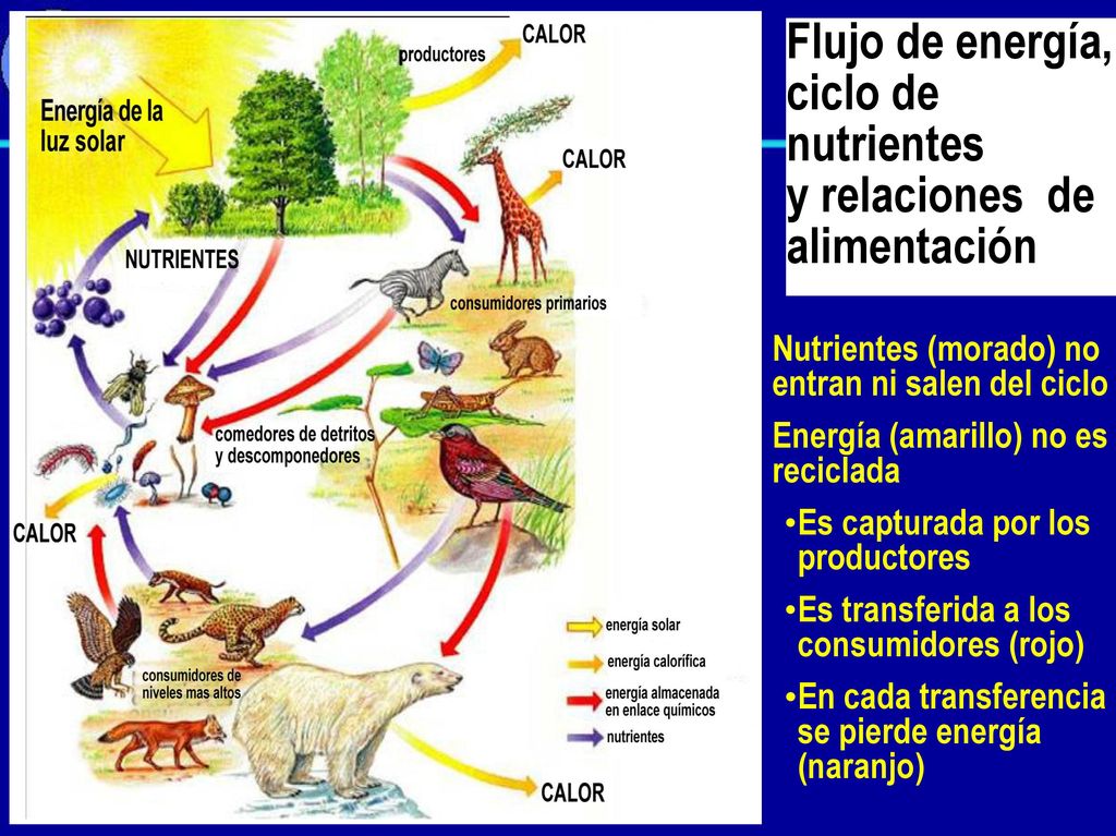 Flujo de energía, ciclo de nutrientes y relaciones de alimentación
