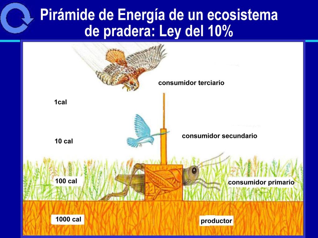 Pirámide de Energía de un ecosistema de pradera: Ley del 10%