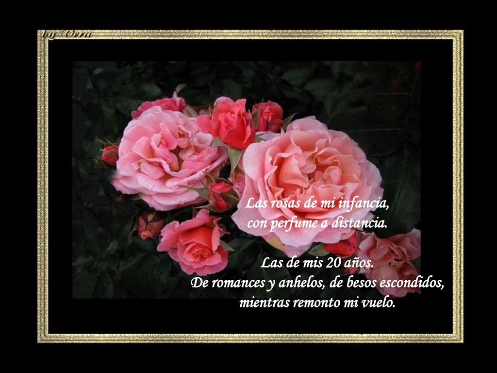 Las rosas de mi infancia, con perfume a distancia. Las de mis 20 años.