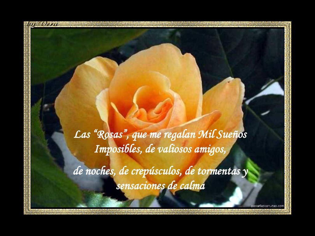 Las Rosas , que me regalan Mil Sueños Imposibles, de valiosos amigos,