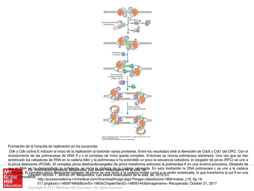 Ddk y Cdk-ciclina E inducen el inicio de la replicación al fosforilar varias proteínas. Entre los resultados está la liberación de Cdc6 y Cdt1 del ORC. Con el reclutamiento de las polimerasas de DNA δ y ε el complejo de inicio queda completo. Entonces se recluta polimerasa α/primasa. Una vez que se han sintetizado los cebadores de RNA en la cadena líder y la polimerasa α ha extendido un poco la secuencia cebadora, el cargador de pinza (RFC) se une a la pinza deslizante (PCNA). El complejo pinza deslizante/cargador de pinza transforma entonces la polimerasa δ en una enzima procesiva. Después de que el DNA se ha desenrollado lo suficiente, se inicia la síntesis de la cadena retrasada. En esta ilustración la DNA polimerasa ε se une a la cadena retrasada. El complejo pinza deslizante/cargador de pinza se une tanto a la cadena molde como a la recién sintetizada, lo que transforma la pol δ en una enzima procesiva.