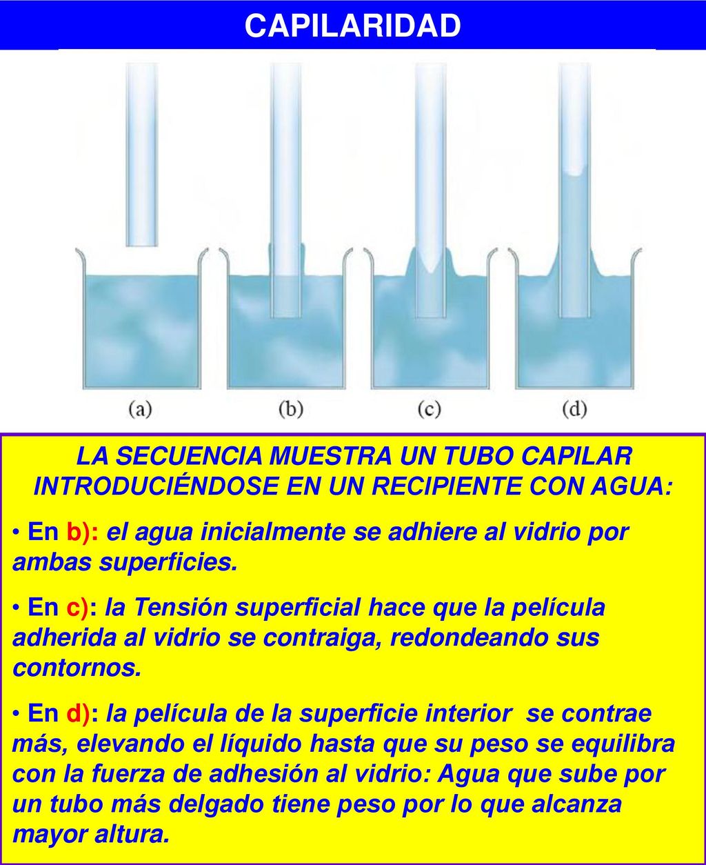 CAPILARIDAD LA SECUENCIA MUESTRA UN TUBO CAPILAR INTRODUCIÉNDOSE EN UN RECIPIENTE CON AGUA: