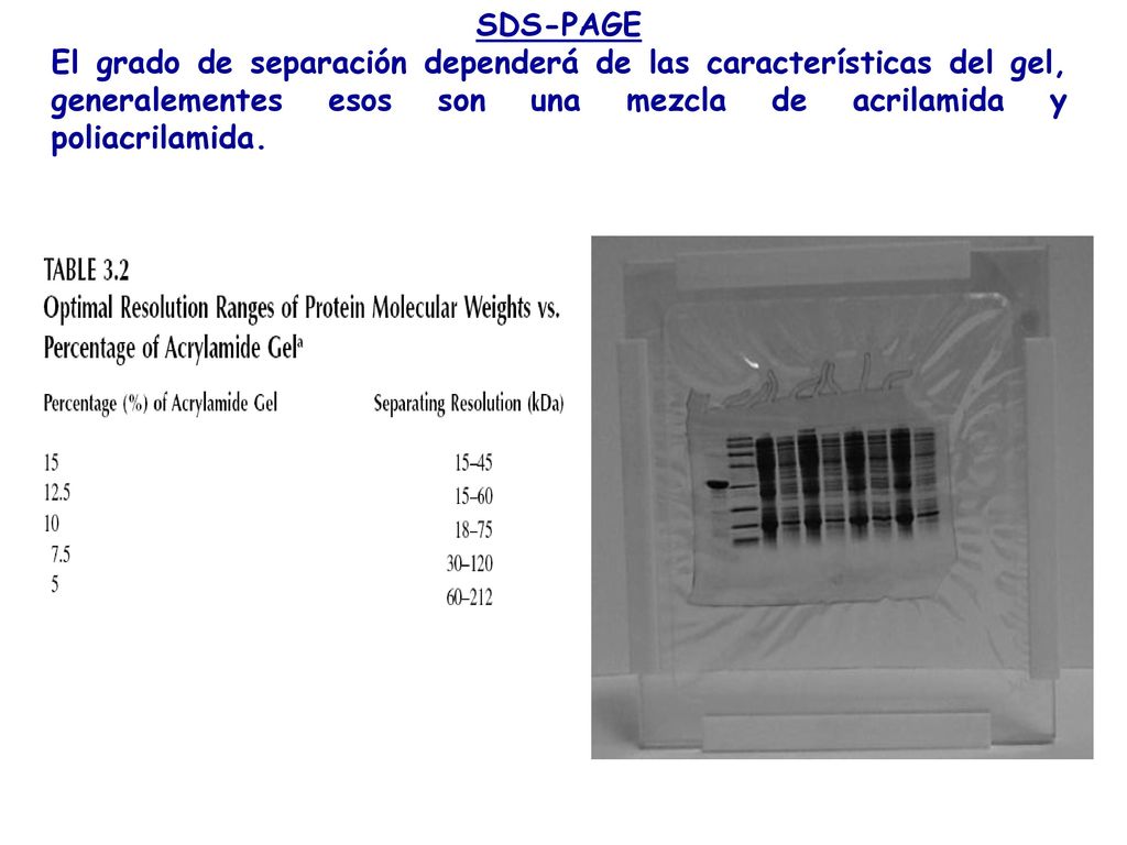 SDS-PAGE El grado de separación dependerá de las características del gel, generalementes esos son una mezcla de acrilamida y poliacrilamida.