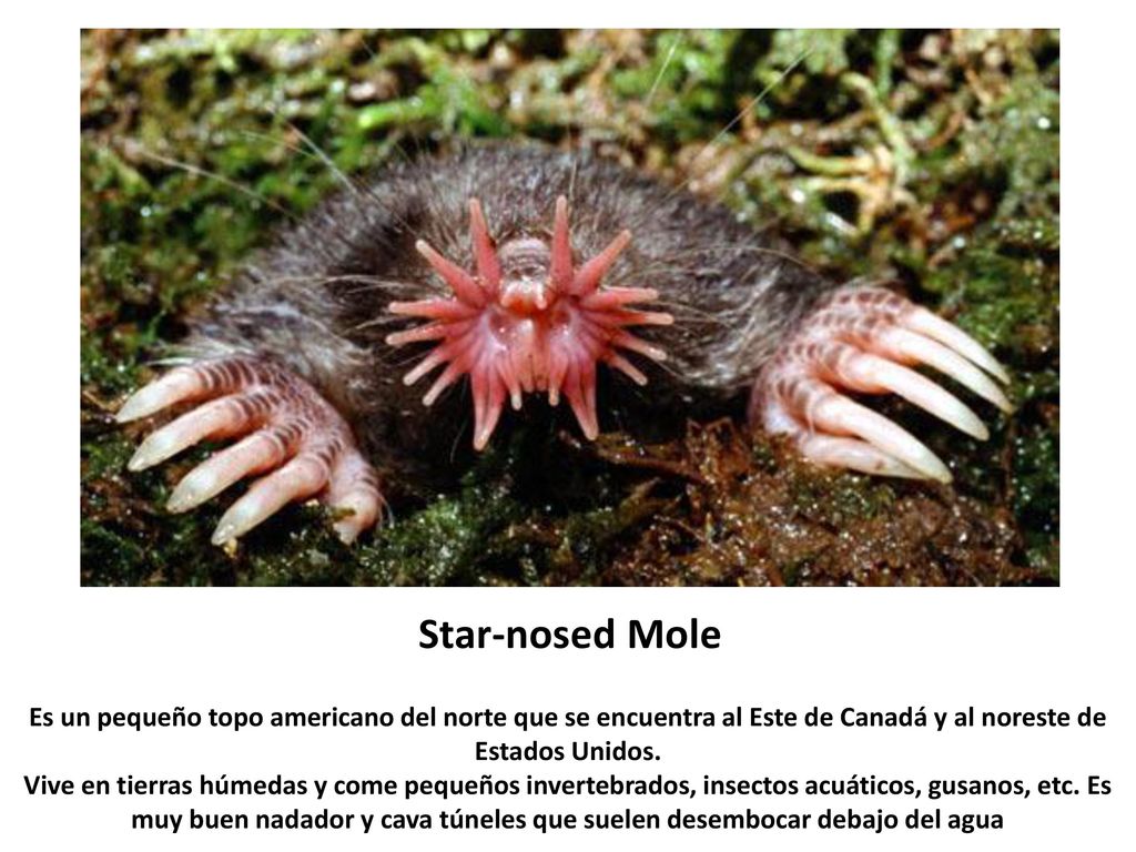 Star-nosed Mole Es un pequeño topo americano del norte que se encuentra al Este de Canadá y al noreste de Estados Unidos.