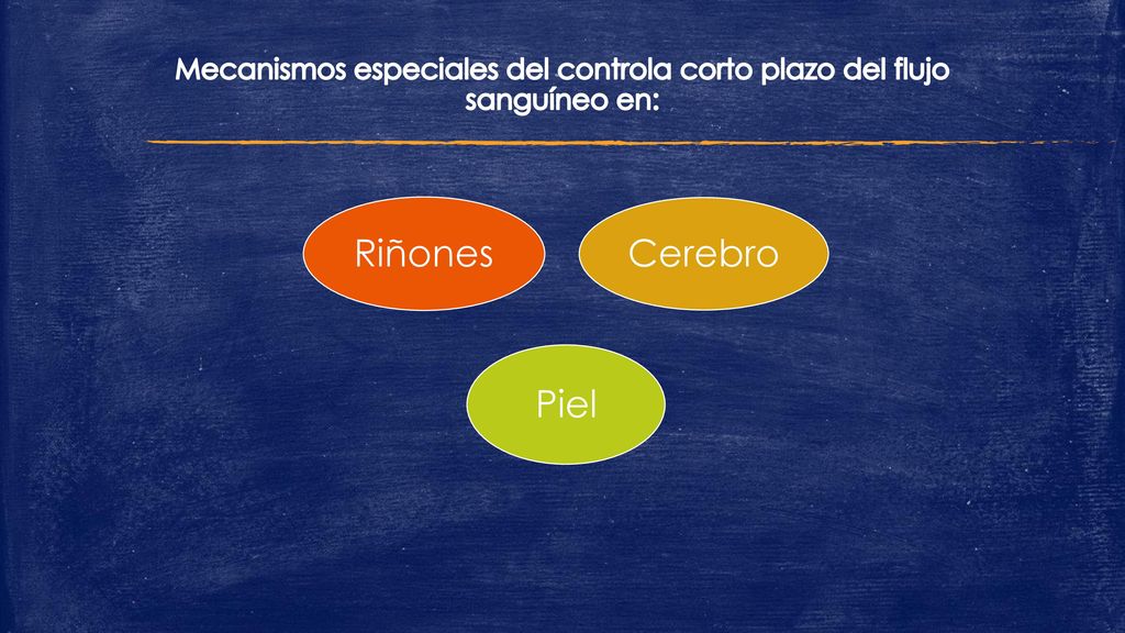 Mecanismos especiales del controla corto plazo del flujo sanguíneo en: