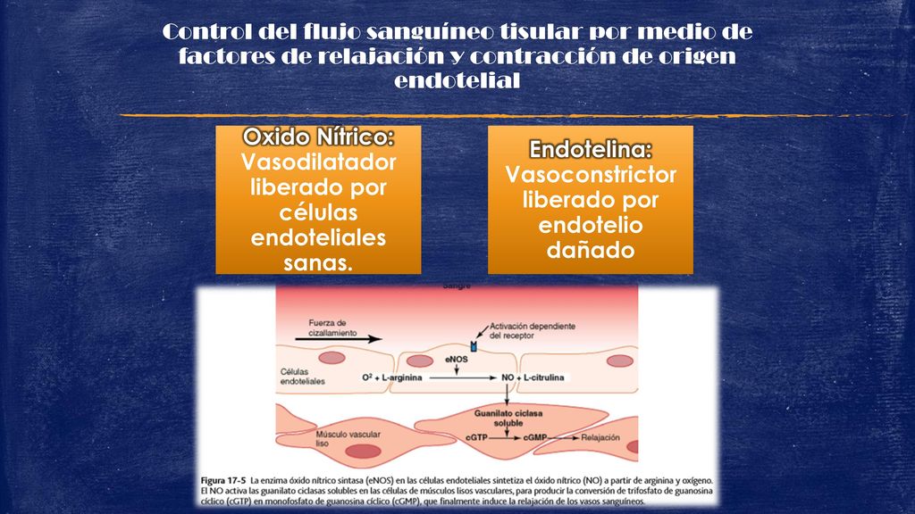 Oxido Nítrico: Vasodilatador liberado por células endoteliales sanas.